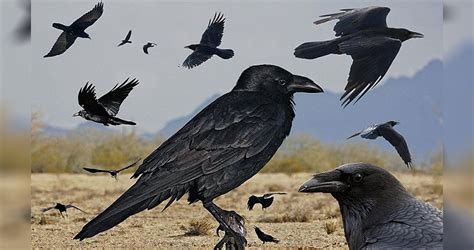 Flock Of Ravens