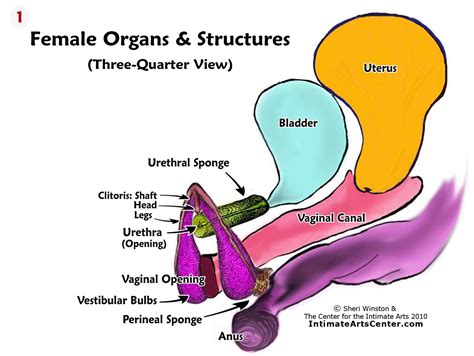G Spot Anatomy G Spot Anatomy