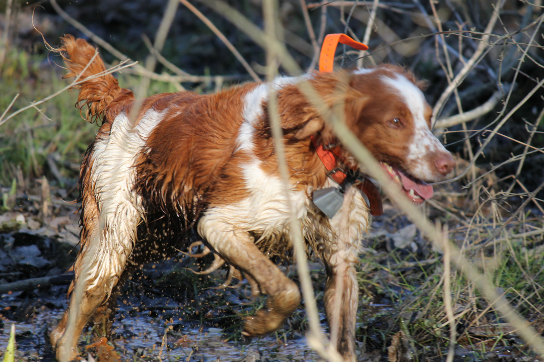5 Game Creek Tips