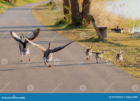 Greylag Gooses Teaching Chicks To Fly Birds Learn To Fly Stock Image Greylag Gooses Teaching Chicks To Fly Birds Learn To Fly Stock Image
