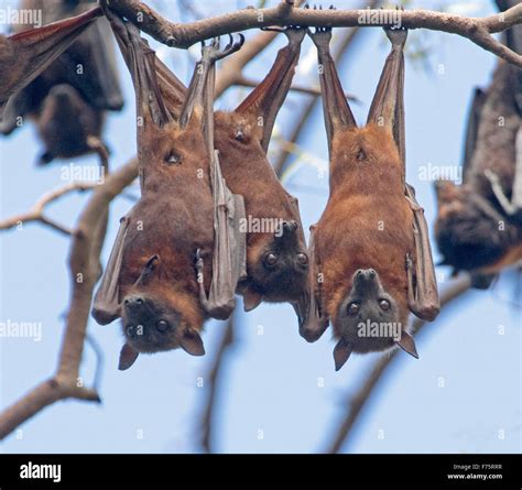 Group Of Grey Headed Fruit Bats Flying Foxes Pteropus Stock Photo Group Of Grey Headed Fruit Bats Flying Foxes Pteropus Stock Photo