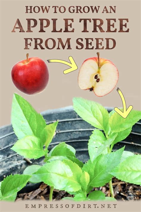 Growing Apple Trees
