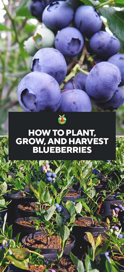 Growing Blueberries Best Varieties Planting Guide Care Problems Growing Blueberries Best Varieties Planting Guide Care Problems