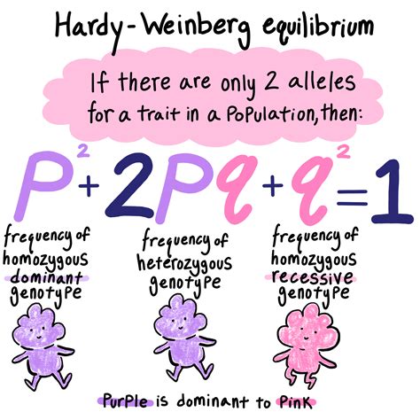 Hardy Weinberg Equilibrium Equation