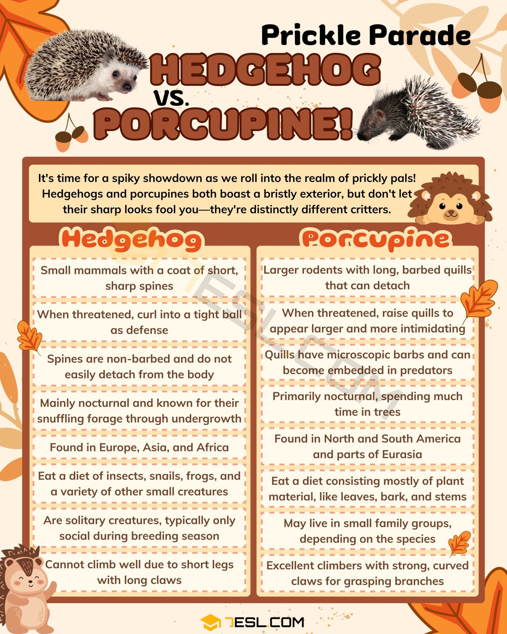 Hedgehog Or Porcupine Hedgehog Or Porcupine