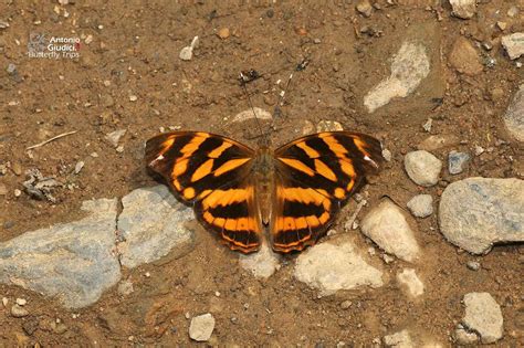 Herona Marathus Caterpillar Butterfly