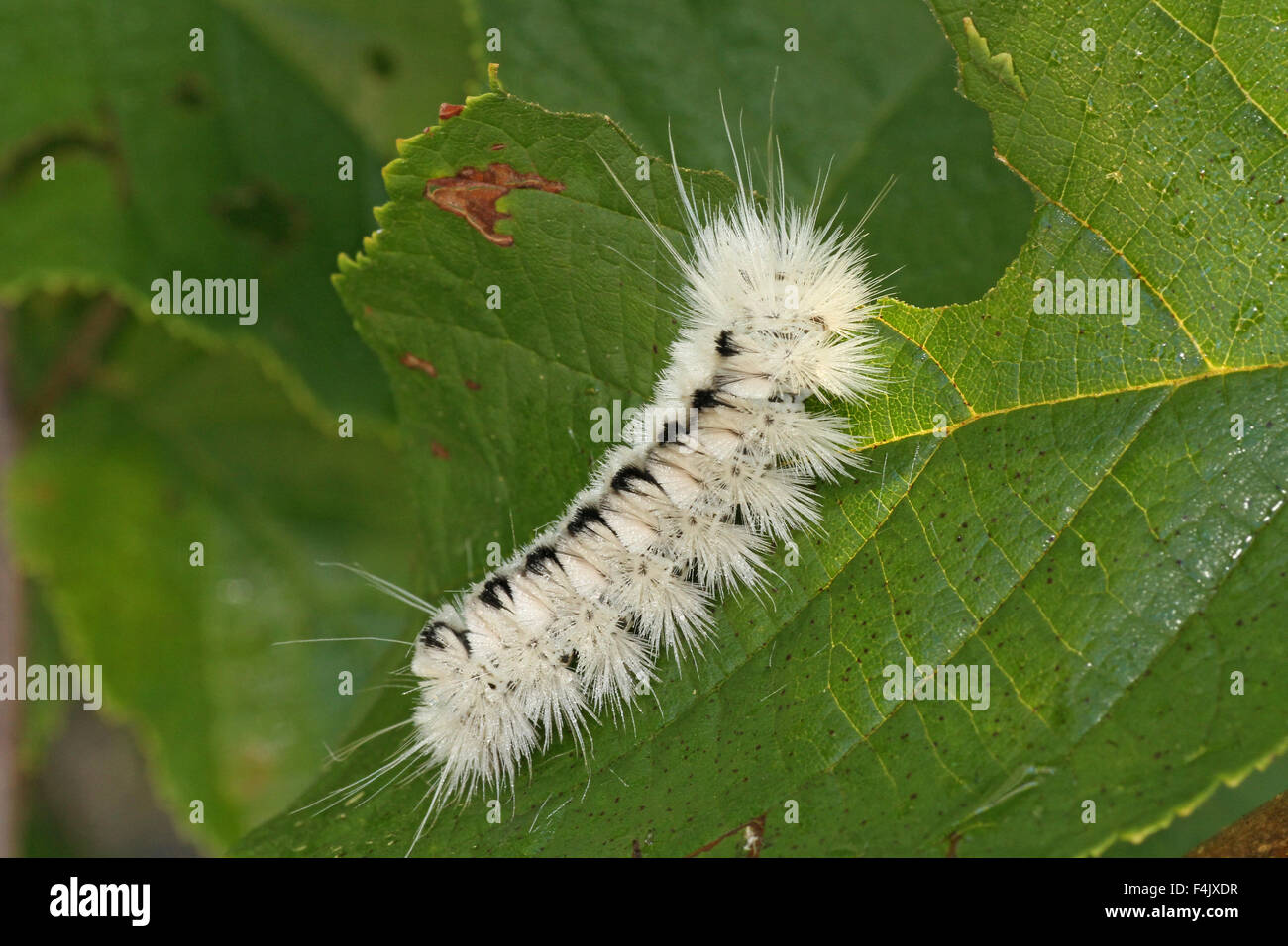 Hickory Tussock Moth Caterpillar In Summer Stock Photo Alamy Hickory Tussock Moth Caterpillar In Summer Stock Photo Alamy