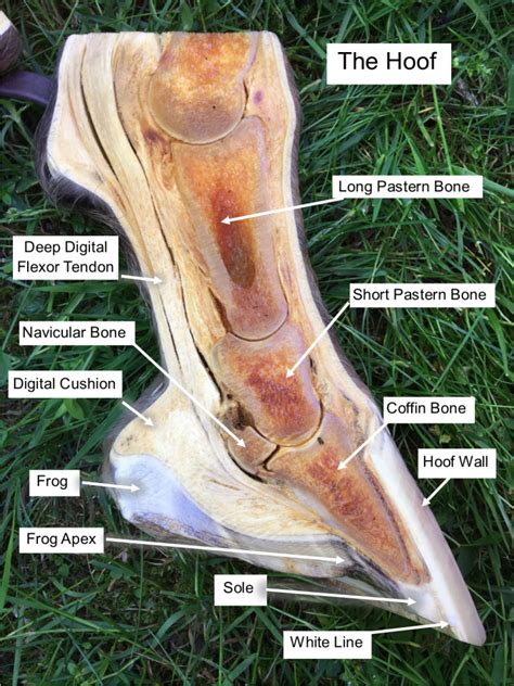 Horse Hoof Anatomy