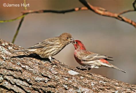 House Finch State Of Tennessee Wildlife Resources Agency House Finch State Of Tennessee Wildlife Resources Agency
