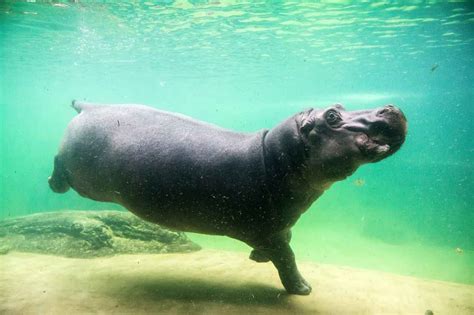 How Fast Does A Hippopotamus Swim