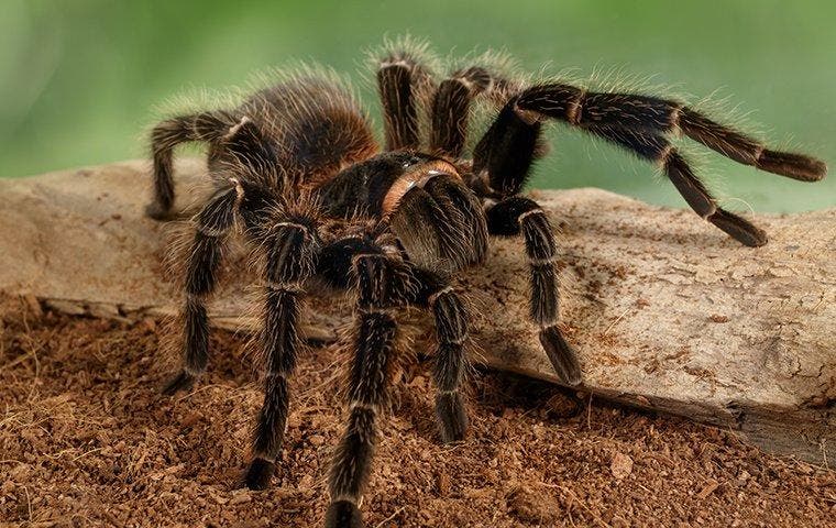 How Long Do Spiders Live Without Food Or Water How Long Do Spiders Live Without Food Or Water