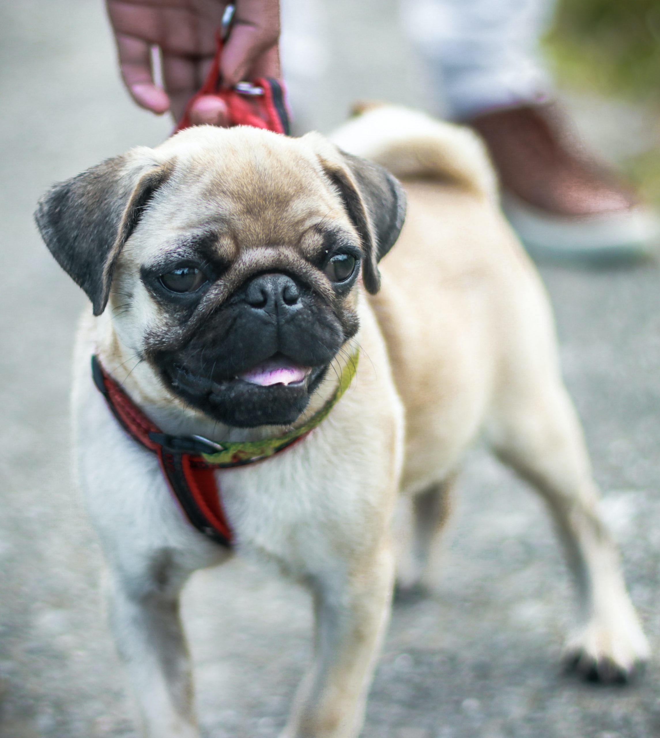 How Long Should I Play With My Puppy Puppy Playtime Guidelines How Long Should I Play With My Puppy Puppy Playtime Guidelines