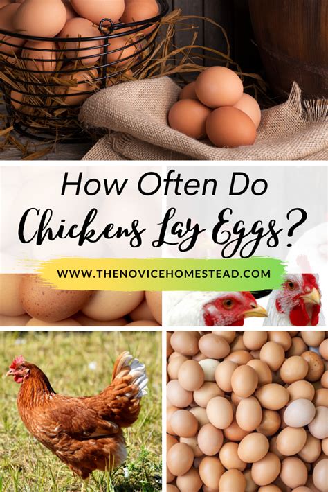 How Often Do Chickens Lay Eggs How Often Do Chickens Lay Eggs