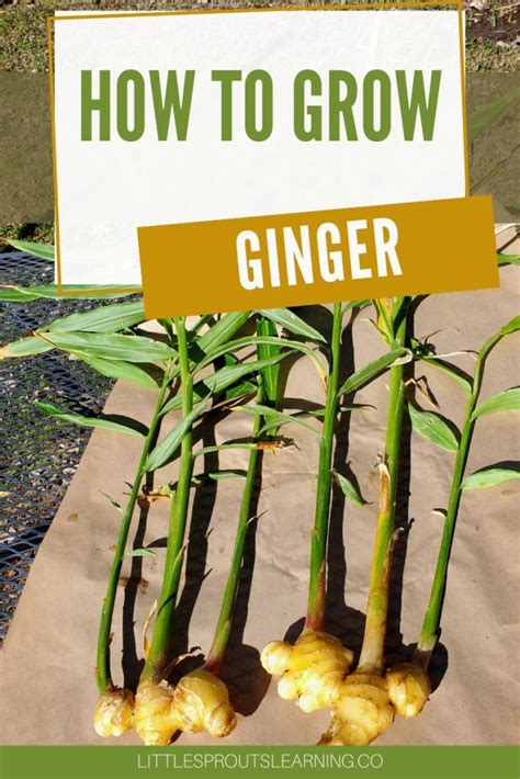 How To Grow Ginger
