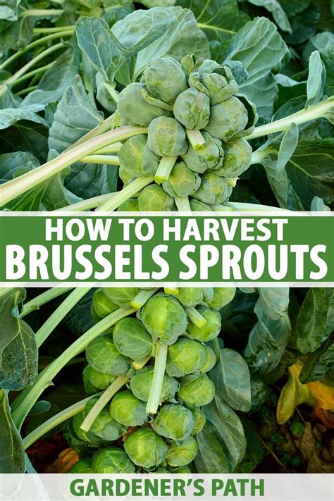 How To Grow The Best Brussels Sprouts From Seed To Harvest How To Grow The Best Brussels Sprouts From Seed To Harvest
