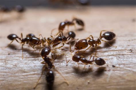 How To Identify Carpenter Ants Exterminator Mississauga How To Identify Carpenter Ants Exterminator Mississauga