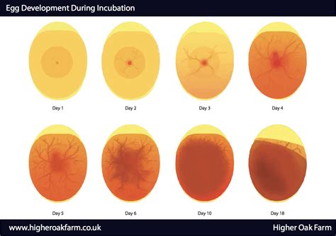 How To Know If An Egg Is Fertilized