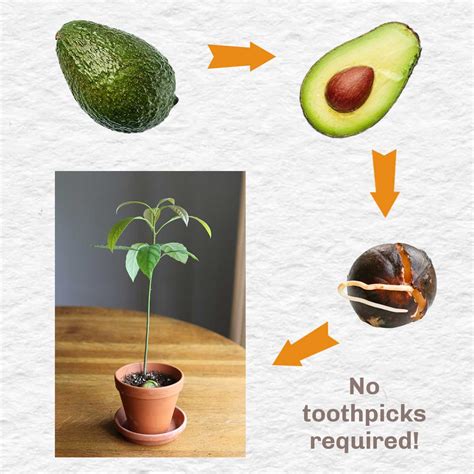 How To Sprout An Avocado Seed
