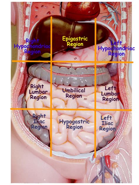 If Asked To Study Organs In The Abdominal Cavity.