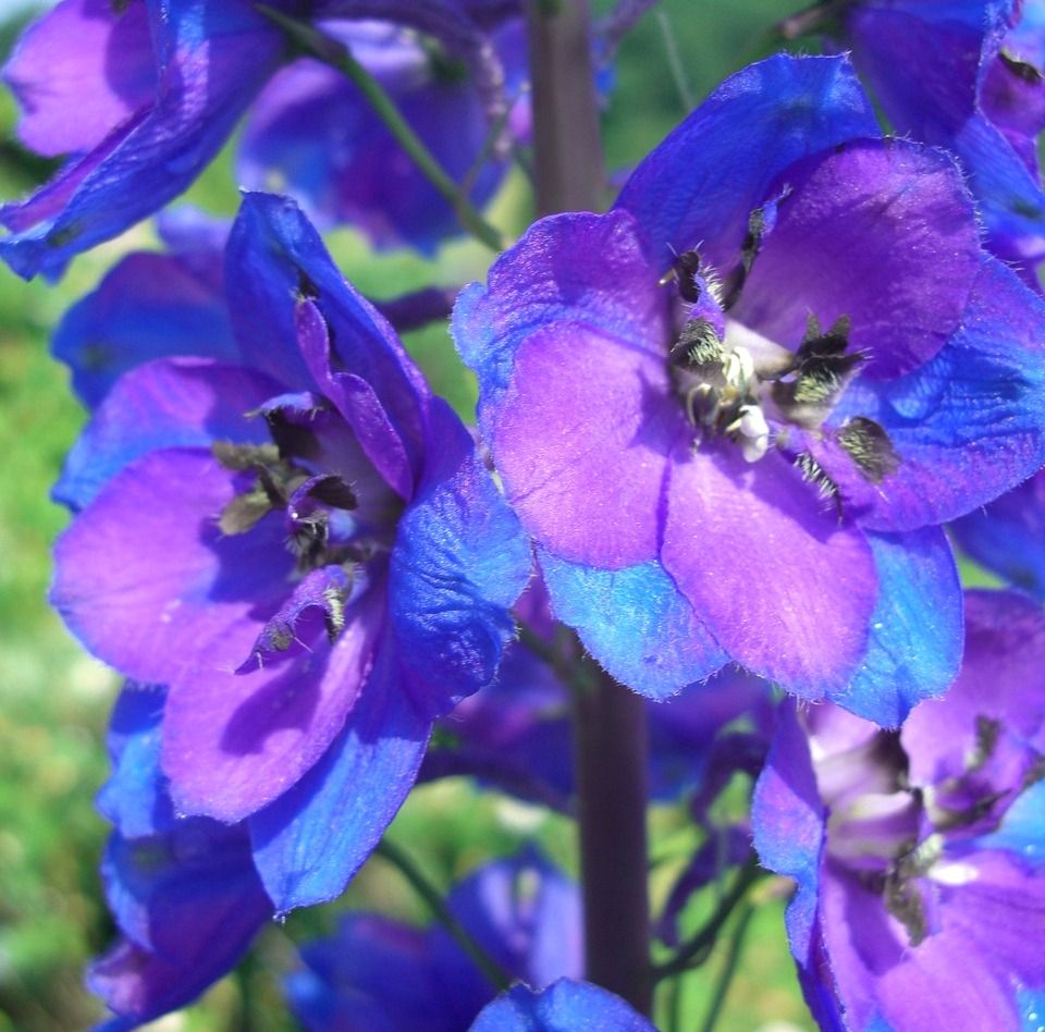 July Birth Flower