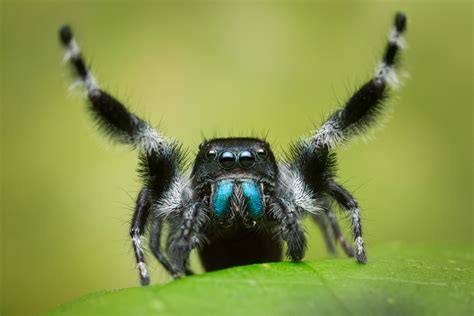 Jumping Spiders Patrick Zephyr Photography Jumping Spiders Patrick Zephyr Photography