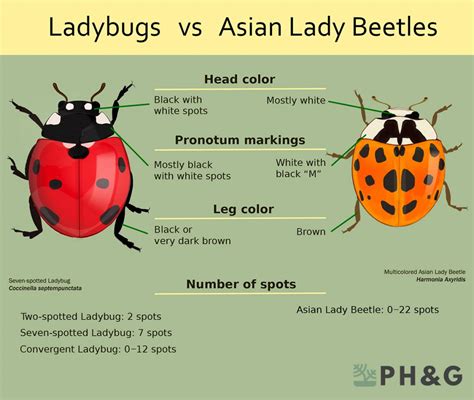Ladybug Vs Japanese Beetle