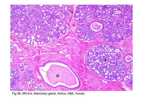 Mammary Gland Dense Irregular Connective Tissue 20X Histology Mammary Gland Dense Irregular Connective Tissue 20X Histology