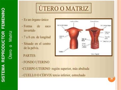 Matris In English Matris In English