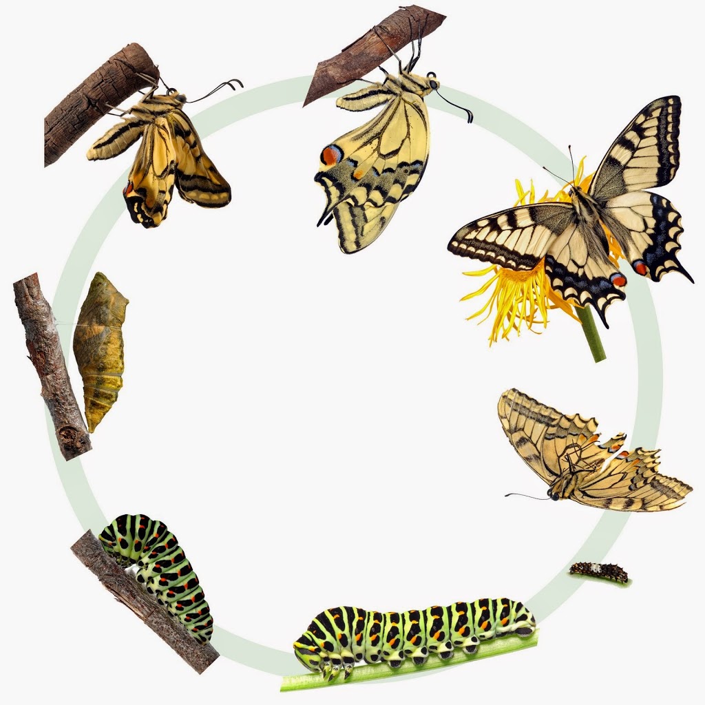 Metamorphosis Explained