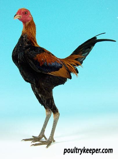5 Modern Game Chicken Tips