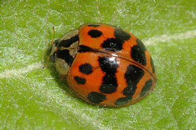 Multicolored Asian Lady Beetles Umn Extension Multicolored Asian Lady Beetles Umn Extension