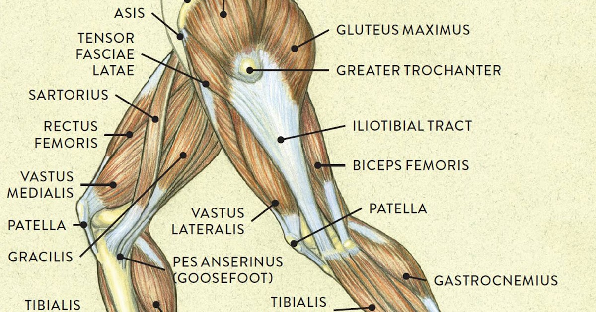 Muscle Diagram Leg Muscles Diagram Upper Leg Muscles Muscle Diagram Leg Muscles Diagram Upper Leg Muscles