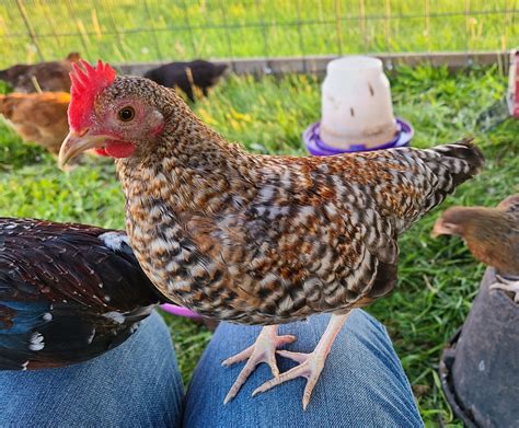 Old English Game Bantam Chickens Guide Old English Game Bantam Chickens Guide
