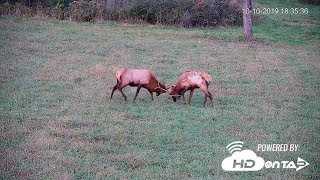 5 Elk Cam Tips