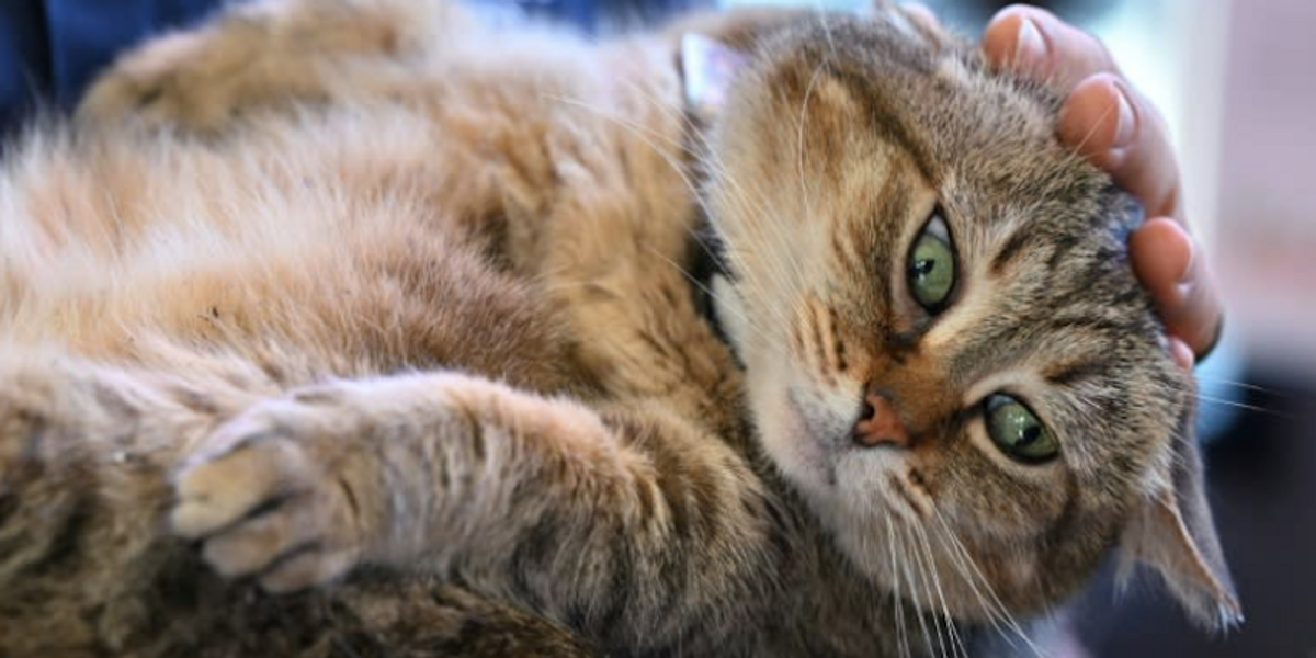 People Can Spread Bird Flu To Their Cats Us Study Suggests People Can Spread Bird Flu To Their Cats Us Study Suggests