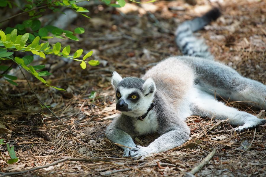 Plan Your Visit To The Duke Lemur Center Discover Durham Plan Your Visit To The Duke Lemur Center Discover Durham