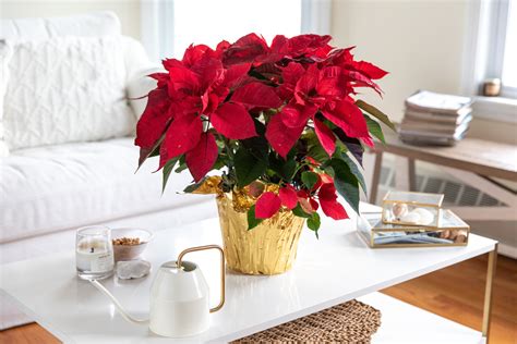 Poinsettia Care Indoors