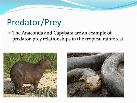 Predatorprey In Tropical Rainforest