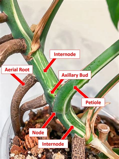 Propagating Monstera Deliciosa