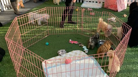 Puppies Playtime Fun