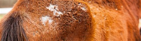 Rain Rot In Horses