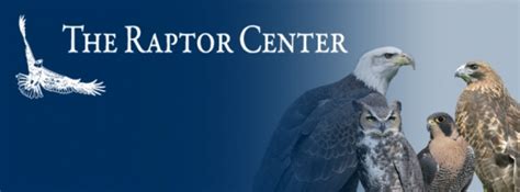 Raptor Center Mn