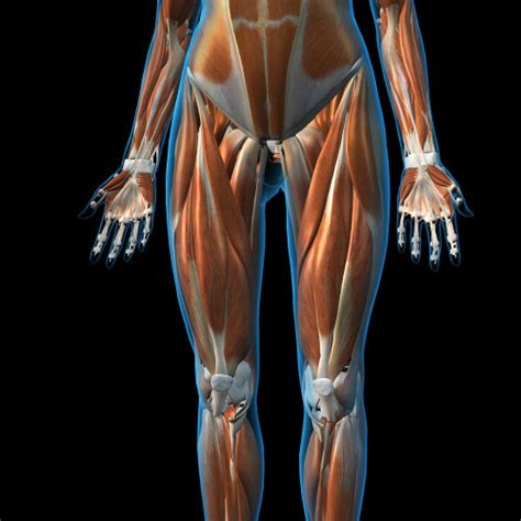 Rear View Of Leg Muscles On White Background With Labels Poster Print By Hank Grebe Stocktrek Images Item Varpsthag700051h Posterazzi Rear View Of Leg Muscles On White Background With Labels Poster Print By Hank Grebe Stocktrek Images Item Varpsthag700051h Posterazzi