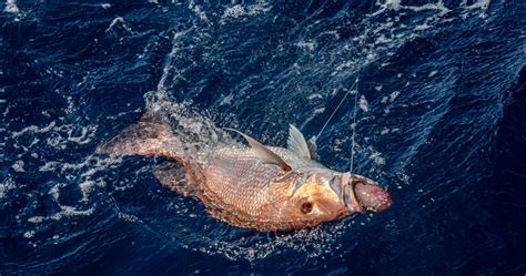 Return Em Right To Tackle Barotrauma In Reef Fish Return Em Right
