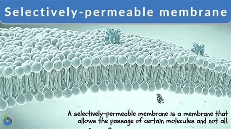 Selective Permeability Definition