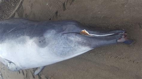Spade Toothed Beaked Whales Spade Toothed Beaked Whales
