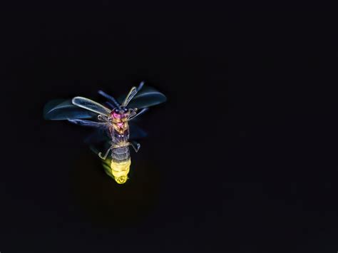 Sparks In The Night Fireflies And Tips On Conserving Them Journal Sparks In The Night Fireflies And Tips On Conserving Them Journal