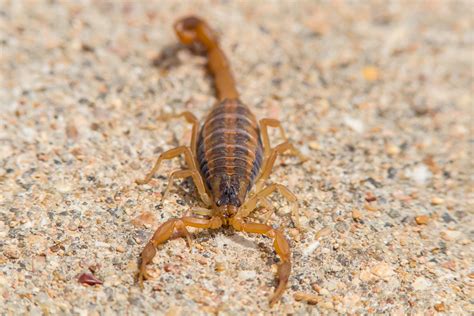 Striped Bark Scorpion
