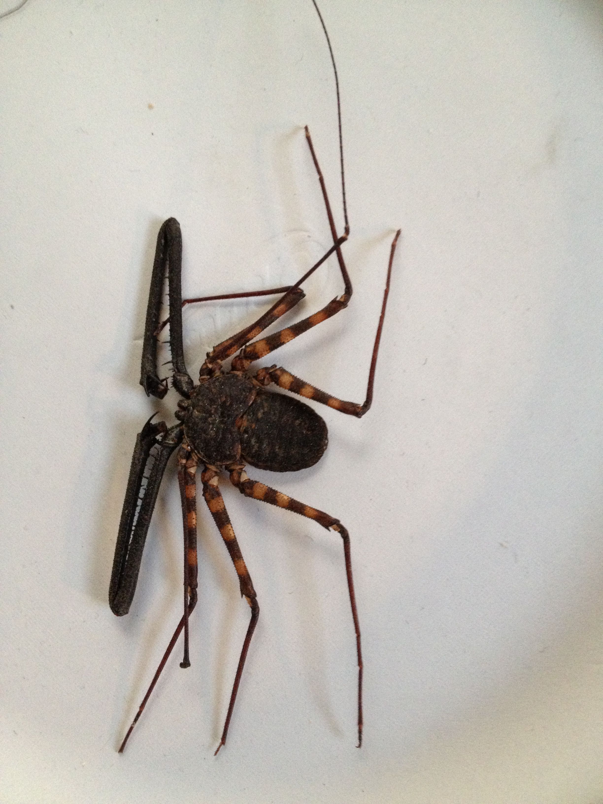 Tailless Whip Spider