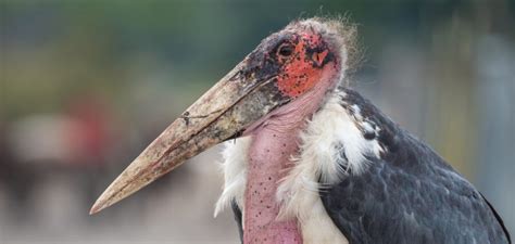 The Marabou Stork Critter Science The Marabou Stork Critter Science